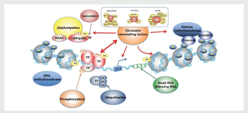 chromatin organizing factors