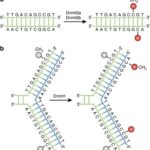 dna methylation