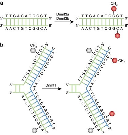 dna methylation