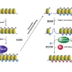 histone phosphorylation