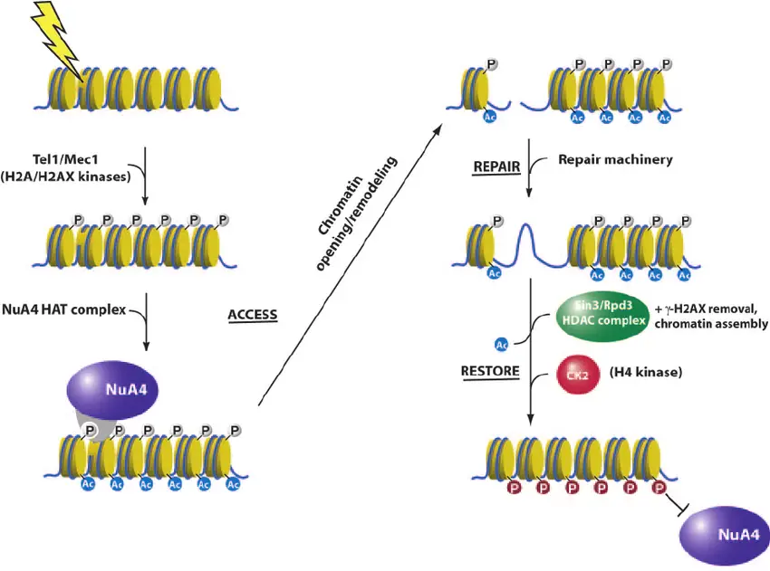 histone phosphorylation