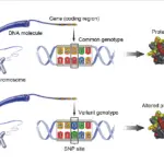 single nucleotide polymorphism