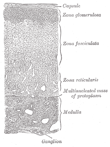 Adrenal Cortex