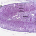 Adrenal Cortex