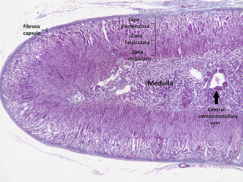 Adrenal Cortex