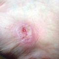 Cutaneous Wound Healing