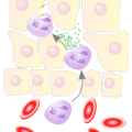 Neutrophils Role In Acute Inflammation