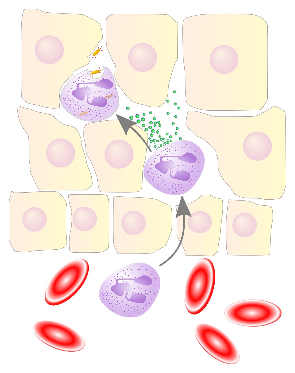 Neutrophils Role In Acute Inflammation