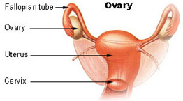 Ovary