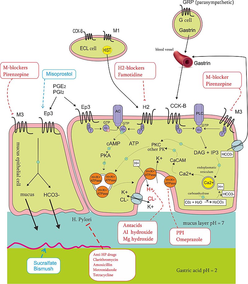Peptic Ulcer Disease