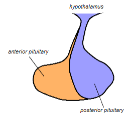 Posterior Pituitary Gland
