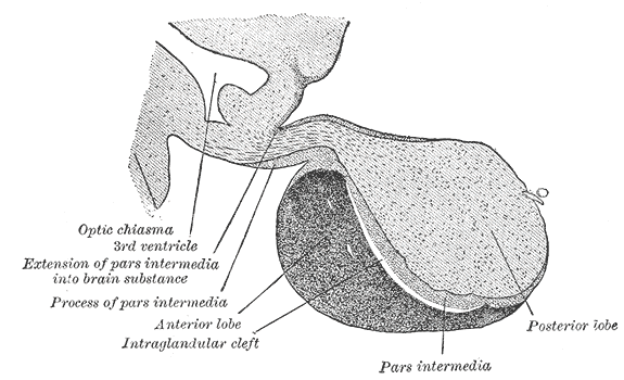 Posterior Pituitary Gland