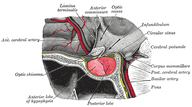 Posterior Pituitary Gland
