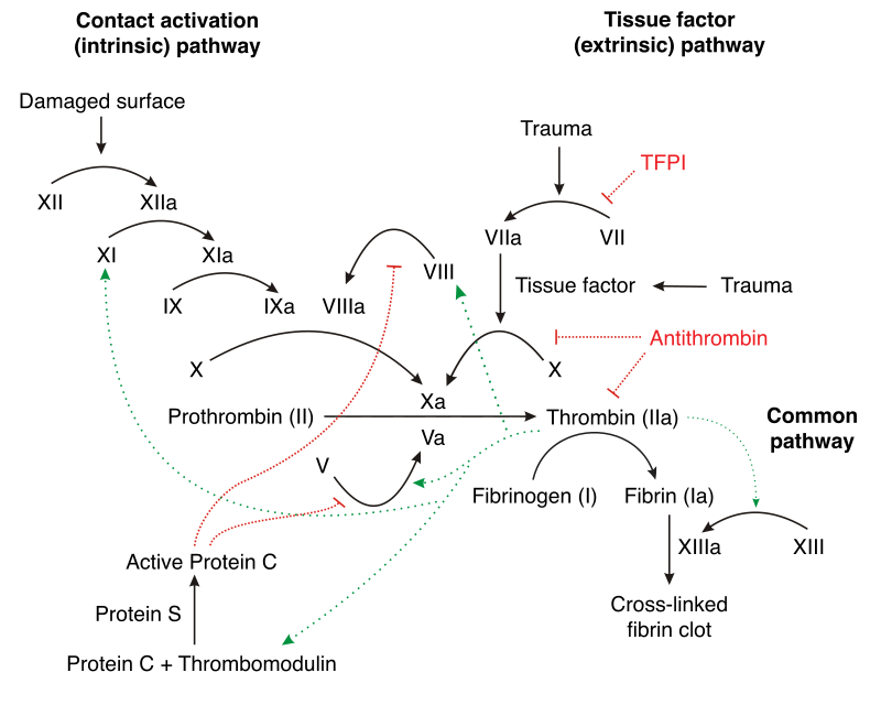 Secondary Hemostasis