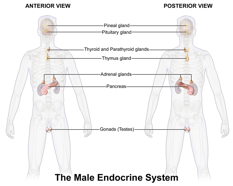 The Endocrine System