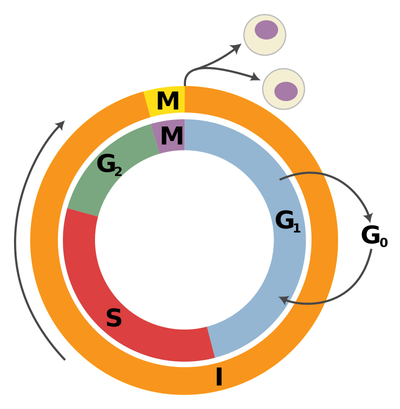 Tumor Suppressor Genes