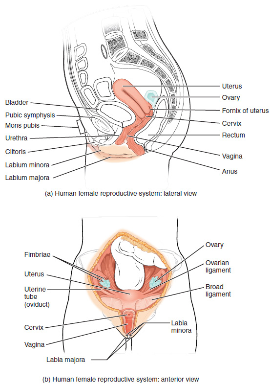 Uterus