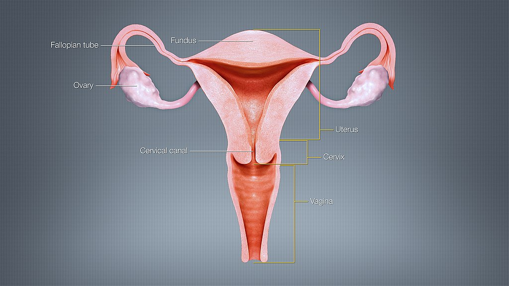 Uterus