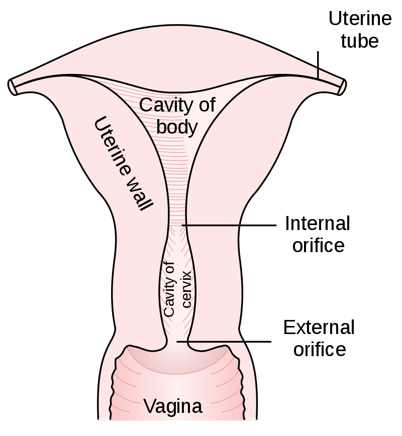 Uterus