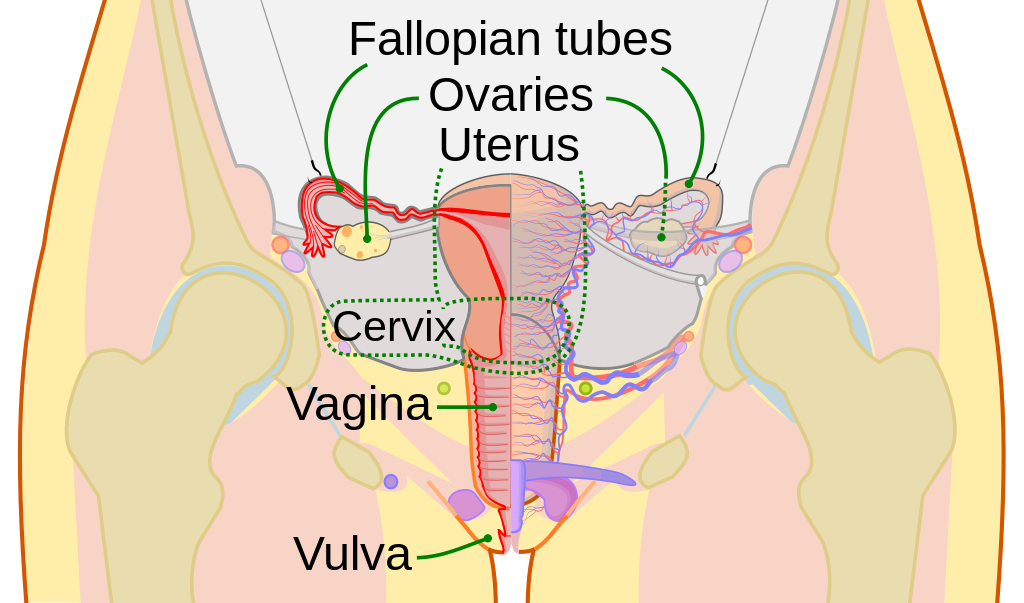 Vagina