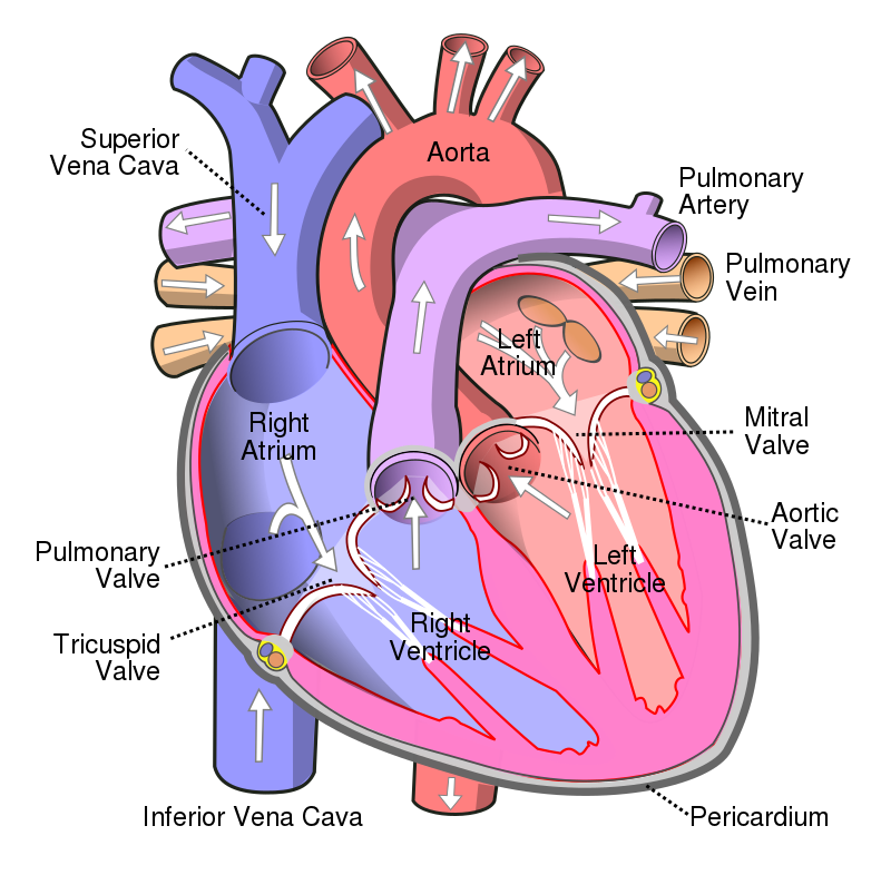 Valvular Disorders