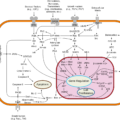 Cell Death Apoptosis