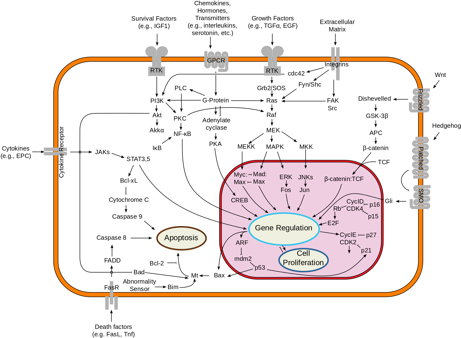 Cell Death Apoptosis